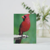 北カルドニアル ポストカード (スタンド正面)