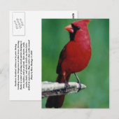 北カルドニアル ポストカード (正面/裏面)