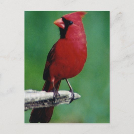 北カルドニアル ポストカード (正面)