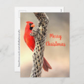 北カーディナの聖降誕祭 シーズンポストカード (正面/裏面)