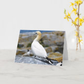 北ガネット カード (黄色い花)