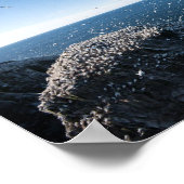 北ガネット ポスター (角)