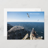 北ガネット ポストカード (正面/裏面)