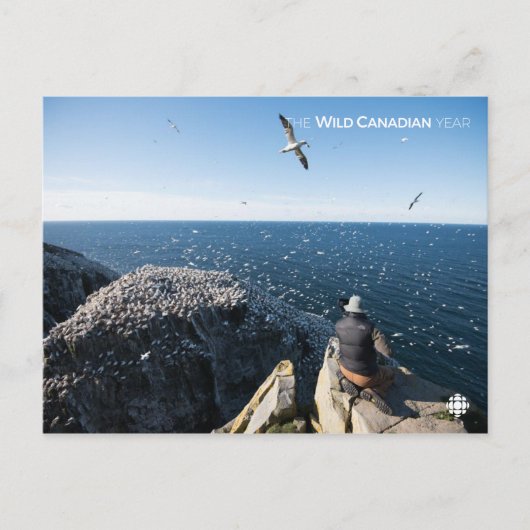 北ガネット ポストカード (正面)