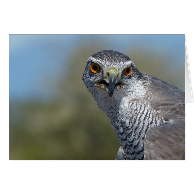 北ゴホーク接近 (正面横)