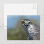 北ゴホーク接近 ポストカード (正面/裏面)