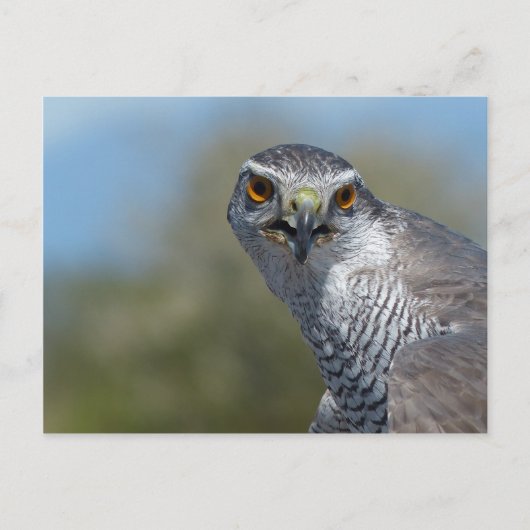 北ゴホーク接近 ポストカード (正面)