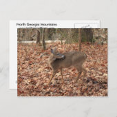 北ジョージア山ホワイトテールディアー ポストカード (正面/裏面)