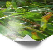 北テリトリー州カカドゥの塩水ワニ フォトプリント            (角)