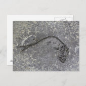 北ドイツの老齢期の化石魚 ポストカード (正面/裏面)