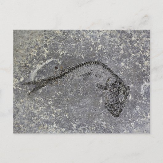 北ドイツの老齢期の化石魚 ポストカード (正面)