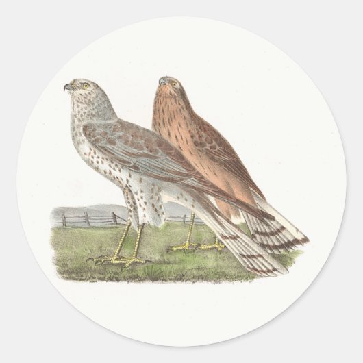 北ハリアー(リングや輪の尾を持つタカ)のNY鳥 ラウンドシール (正面)