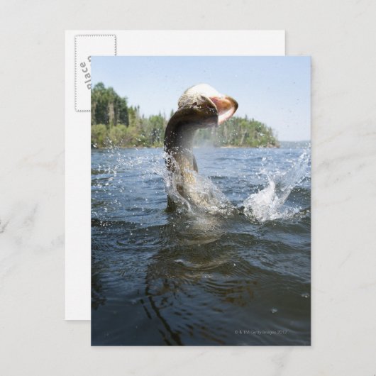 北パイク ポストカード (正面/裏面)