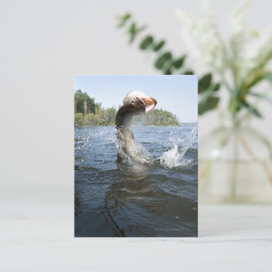 北パイク ポストカード (スタンド正面)