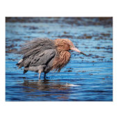 北ビーチ14x11赤いエグレ フォトプリント (正面)