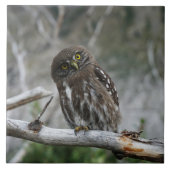 北ピグミフクロウ タイル (正面)