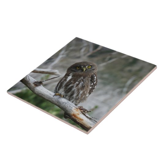 北ピグミフクロウ タイル (側面)