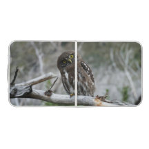 北ピグミフクロウ