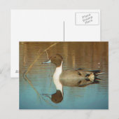 北ピンテール葉書 ポストカード (正面/裏面)