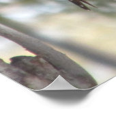 北フリッカのメスのポスター ポスター (角)