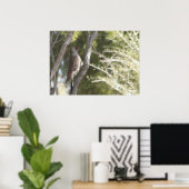 北フリッカのメスのポスター ポスター (ホームオフィス)