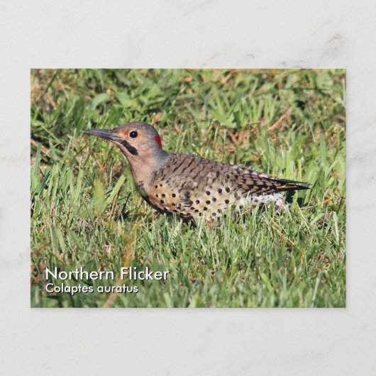 北フリッカーはがき ポストカード (正面)