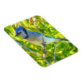 北ブルージェイ早期秋ケベックカナダ マグネット (右側)