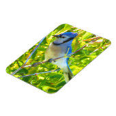 北ブルージェイ早期秋ケベックカナダ マグネット (左側)