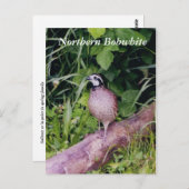 北ボブホワイトウズラ ポストカード (正面/裏面)