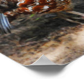 北ボブホワイト ポスター (角)