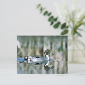 北マツ ポストカード (スタンド正面)