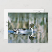 北マツ ポストカード (正面/裏面)