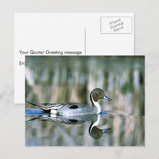 北マツ ポストカード (正面/裏面)