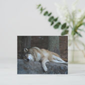 北ミネソタの睡眠のオオカミ ポストカード (スタンド正面)