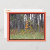 北ミネソタの高い木/秋のはがき ポストカード (正面/裏面)