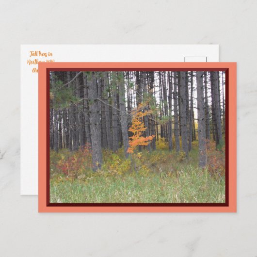 北ミネソタの高い木/秋のはがき ポストカード (正面/裏面)