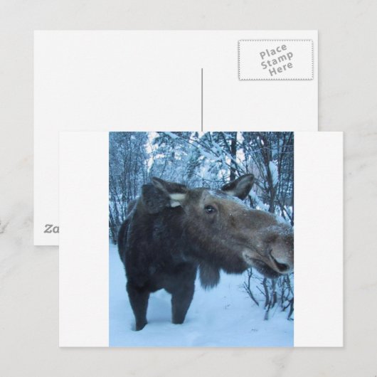 北ムース ポストカード (正面/裏面)
