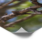 北モッキンバードの歌のポスター ポスター (角)