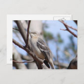 北モッキンバード ポストカード (正面/裏面)