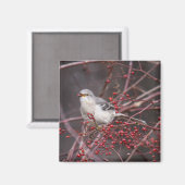 北モッキンバード マグネット (正面/裏面)