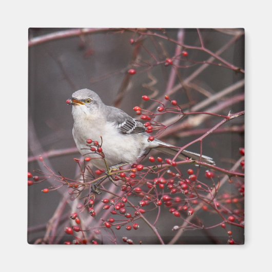 北モッキンバード マグネット (正面)