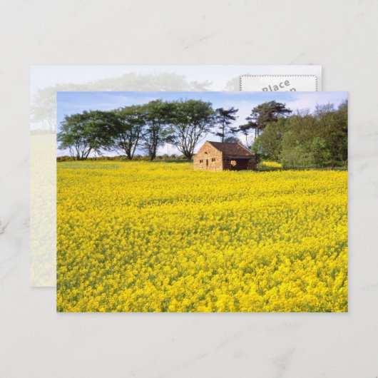 北ヨークシャーの黄色い菜種の黄色い野原 ポストカード (正面/裏面)