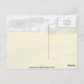 北ヨークシャーの黄色い菜種の黄色い野原 ポストカード (裏面)