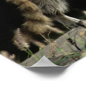 北ラクーン、プロキヨンローター、大人2歳 ポスター (角)