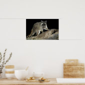 北ラクーン、プロキヨンローター、大人2歳 ポスター (キッチン)