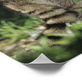 北ラクーン、プロキヨンローター、木で大人 ポスター (角)