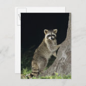 北ラクーン、プロキヨンローター、木で大人 ポストカード (正面/裏面)