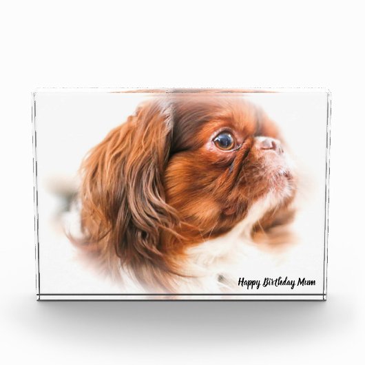 北京犬 フォトブロック (正面)