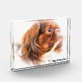 北京犬 フォトブロック (左)