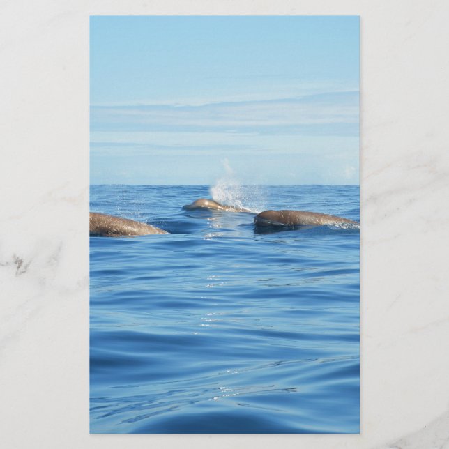 北大西洋産ボトレンソスクジラ (正面)